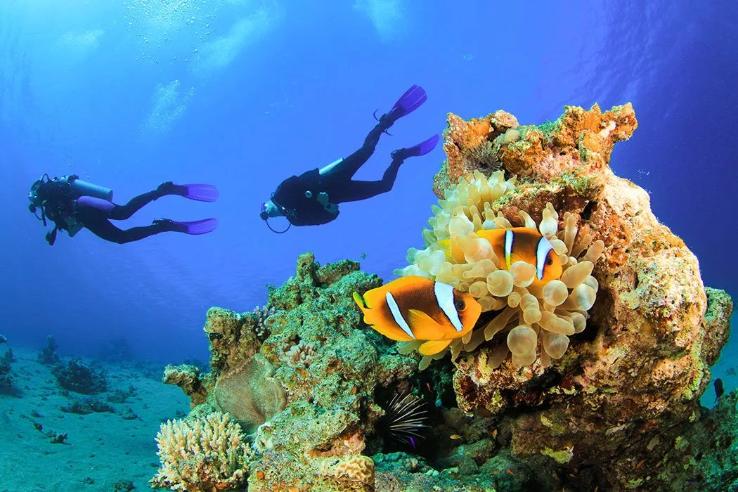 7 Best Spots for Diving in Egypt3